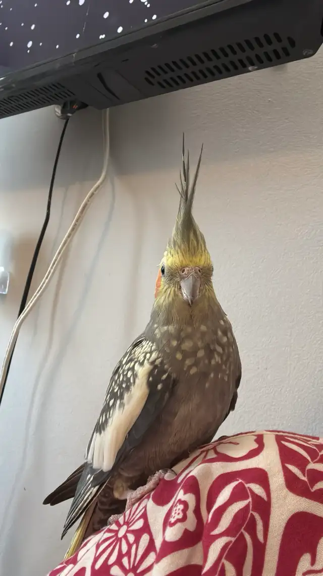 Sunshine Bird Sitter GTA