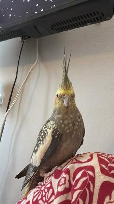 Sunshine Bird Sitter GTA