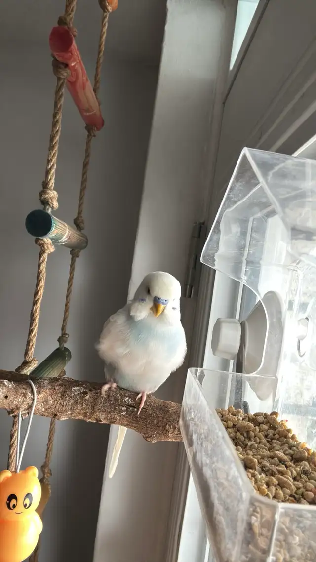 Sunshine Bird Sitter GTA - Photo 2