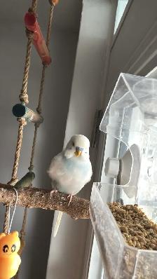 Sunshine Bird Sitter GTA - Photo 2