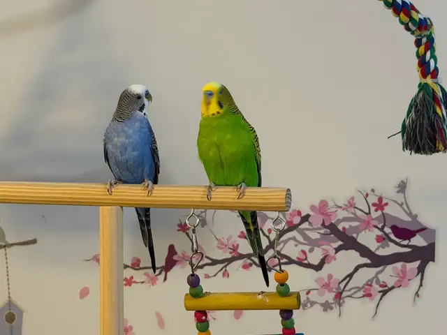 Sunshine Bird Sitter GTA - Photo 5