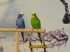 Sunshine Bird Sitter GTA - Photo 5
