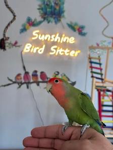 Sunshine Bird Sitter GTA - Photo 6