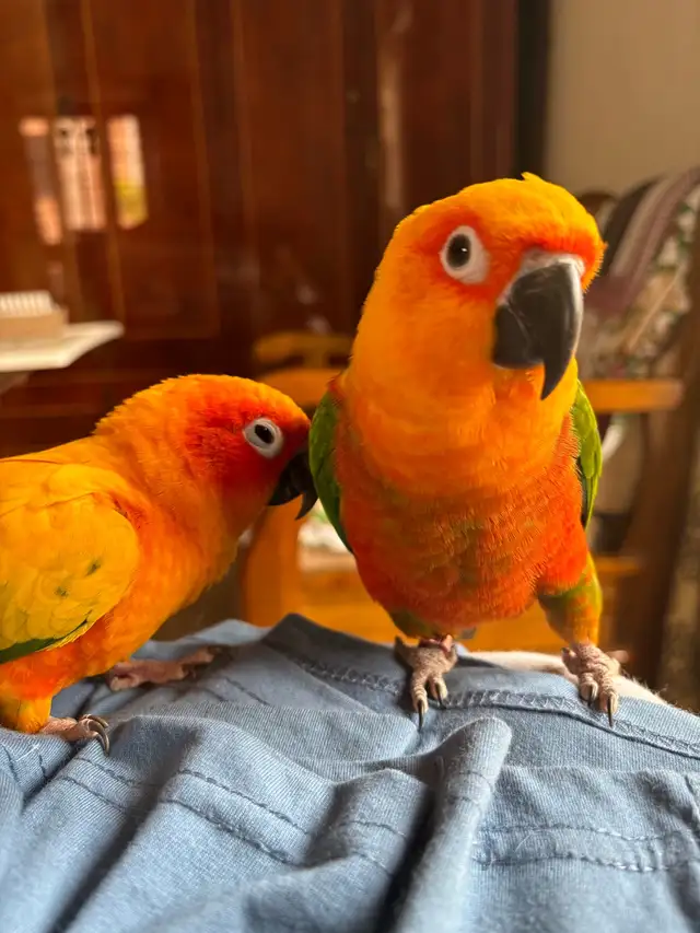 Sunshine Bird Sitter GTA - Photo 9