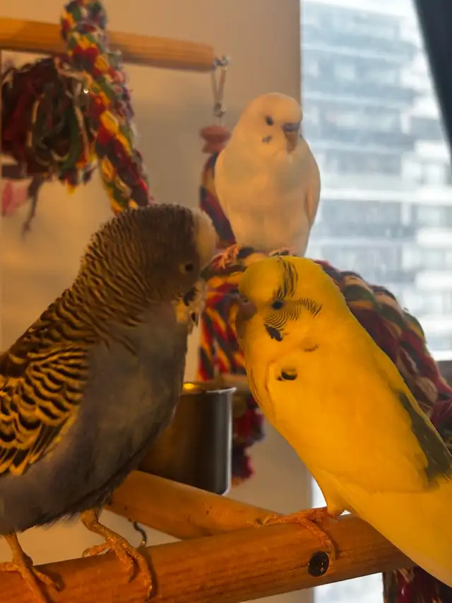 Sunshine Bird Sitter GTA - Photo 10