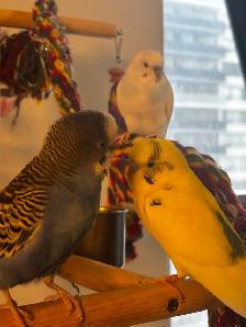 Sunshine Bird Sitter GTA - Photo 10