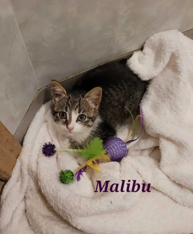 Adorable Female Kittens Available!