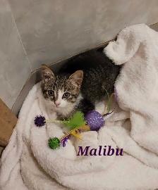 Adorable Female Kittens Available!