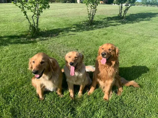 Purebred Golden Retriever Puppies coming soon!