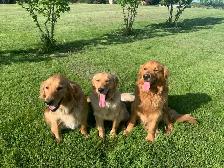 Purebred Golden Retriever Puppies coming soon!