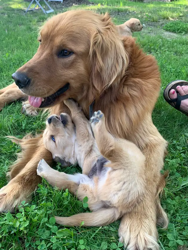 Purebred Golden Retriever Puppies coming soon! - Photo 2