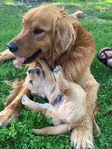 Purebred Golden Retriever Puppies coming soon! - Photo 2