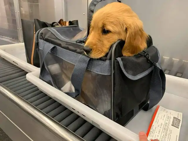 Purebred Golden Retriever Puppies coming soon! - Photo 3
