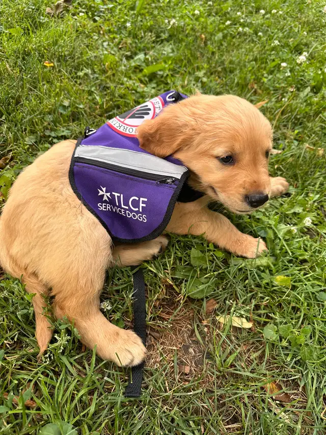 Purebred Golden Retriever Puppies coming soon! - Photo 4