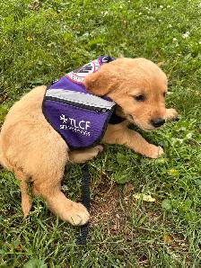 Purebred Golden Retriever Puppies coming soon! - Photo 4