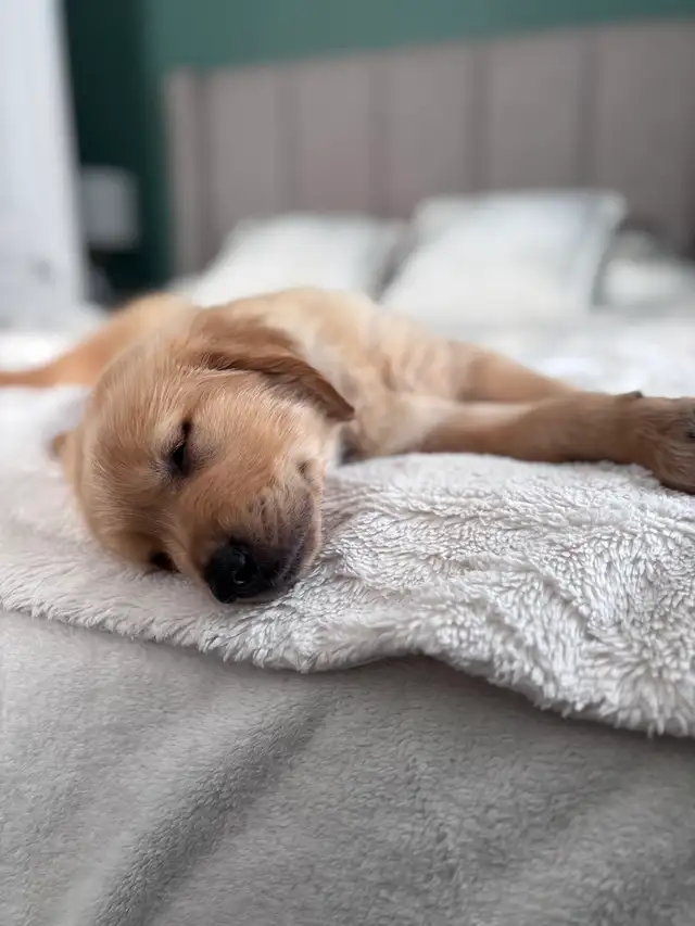 Purebred Golden Retriever Puppies coming soon! - Photo 5