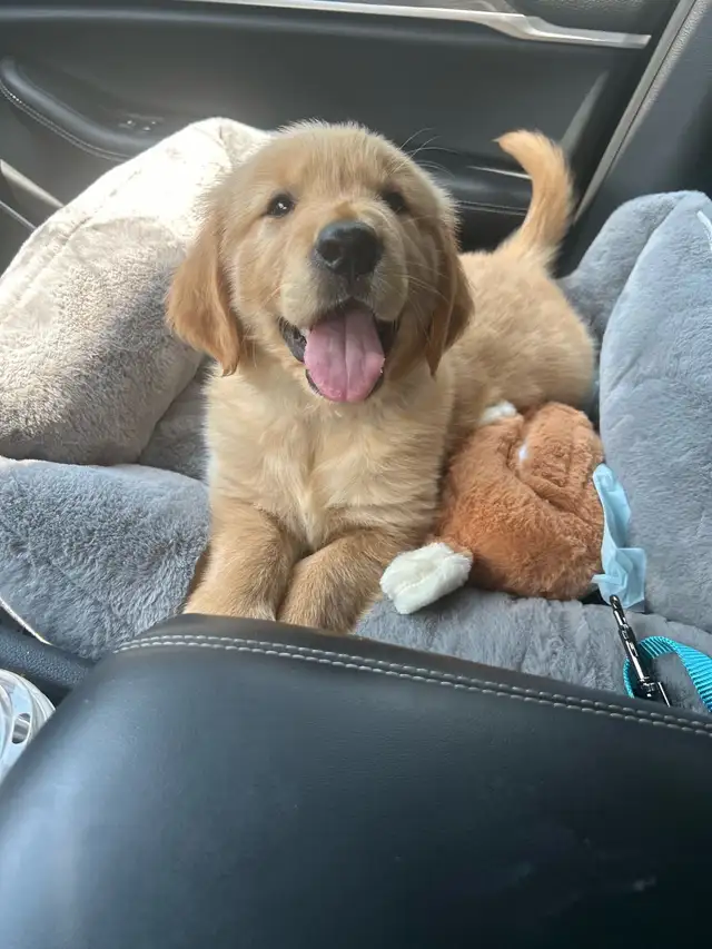 Purebred Golden Retriever Puppies coming soon! - Photo 6