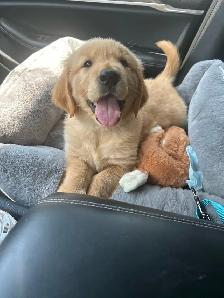 Purebred Golden Retriever Puppies coming soon! - Photo 6
