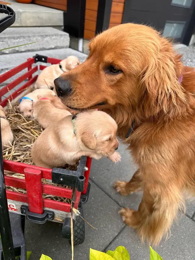 Purebred Golden Retriever Puppies coming soon! - Photo 7