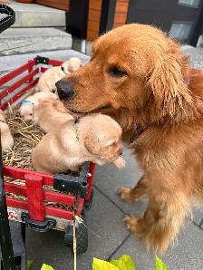 Purebred Golden Retriever Puppies coming soon! - Photo 7