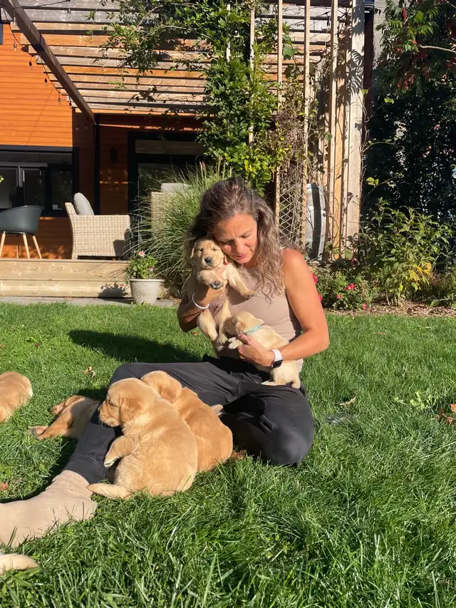 Purebred Golden Retriever Puppies coming soon! - Photo 8