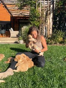 Purebred Golden Retriever Puppies coming soon! - Photo 8