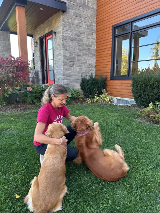 Purebred Golden Retriever Puppies coming soon! - Photo 9