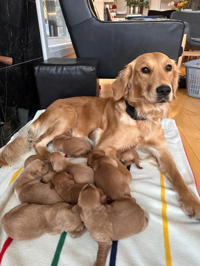 Purebred Golden Retriever Puppies coming soon! - Photo 10