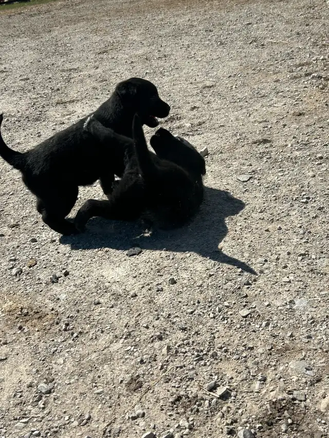 Golden Retriever/Blue healer mix puppies