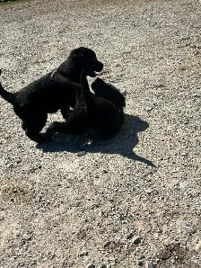 Golden Retriever/Blue healer mix puppies