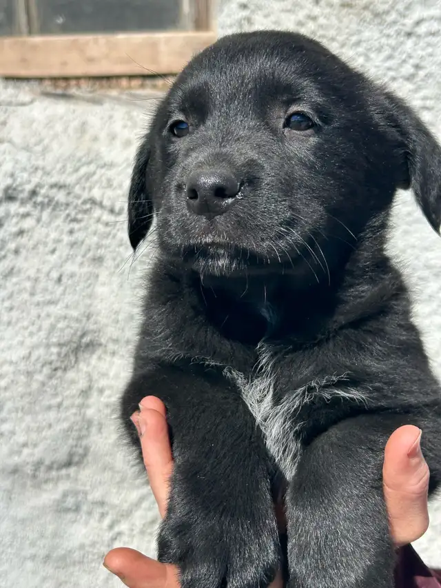 Golden Retriever/Blue healer mix puppies - Photo 2