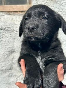 Golden Retriever/Blue healer mix puppies - Photo 2