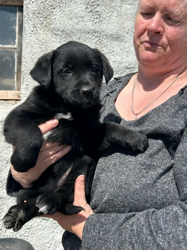Golden Retriever/Blue healer mix puppies - Photo 3