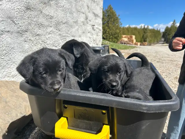 Golden Retriever/Blue healer mix puppies - Photo 4