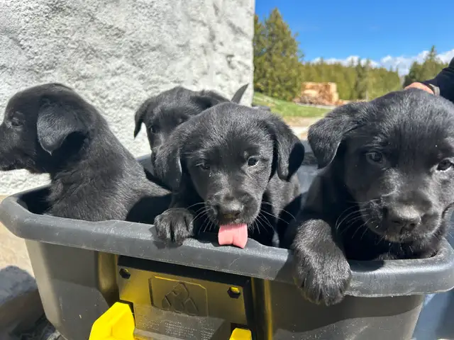 Golden Retriever/Blue healer mix puppies - Photo 5