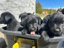 Golden Retriever/Blue healer mix puppies - Photo 5