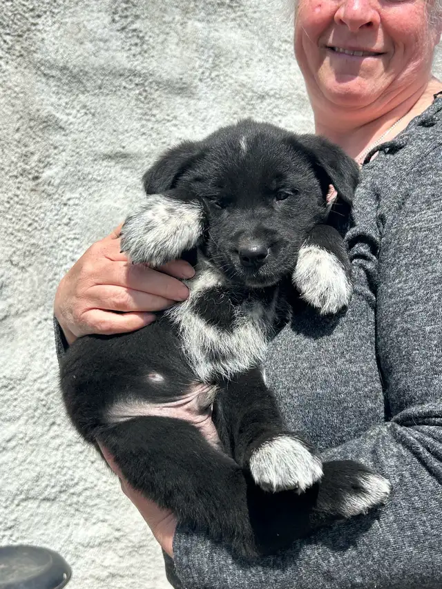 Golden Retriever/Blue healer mix puppies - Photo 6