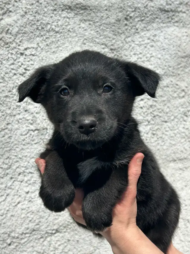 Golden Retriever/Blue healer mix puppies - Photo 7