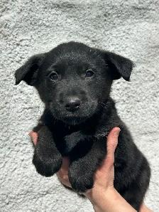 Golden Retriever/Blue healer mix puppies - Photo 7