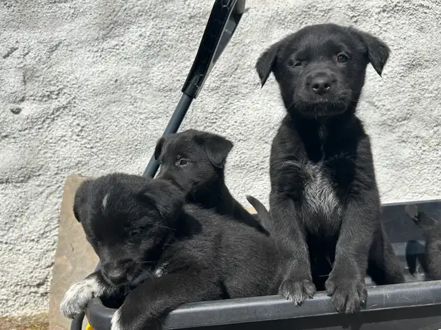 Golden Retriever/Blue healer mix puppies - Photo 8