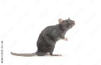 CROSSPOINT PEST CONTROL