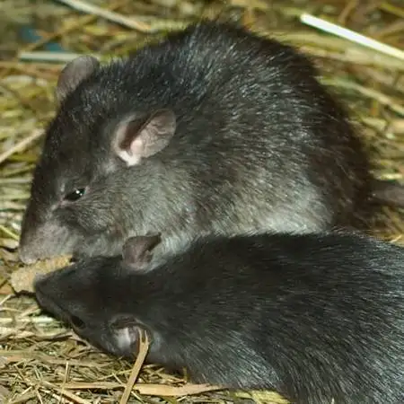 CROSSPOINT PEST CONTROL - Photo 2