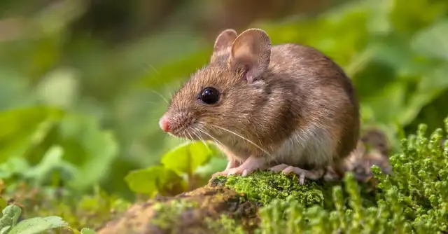 CROSSPOINT PEST CONTROL - Photo 4