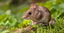 CROSSPOINT PEST CONTROL - Photo 4