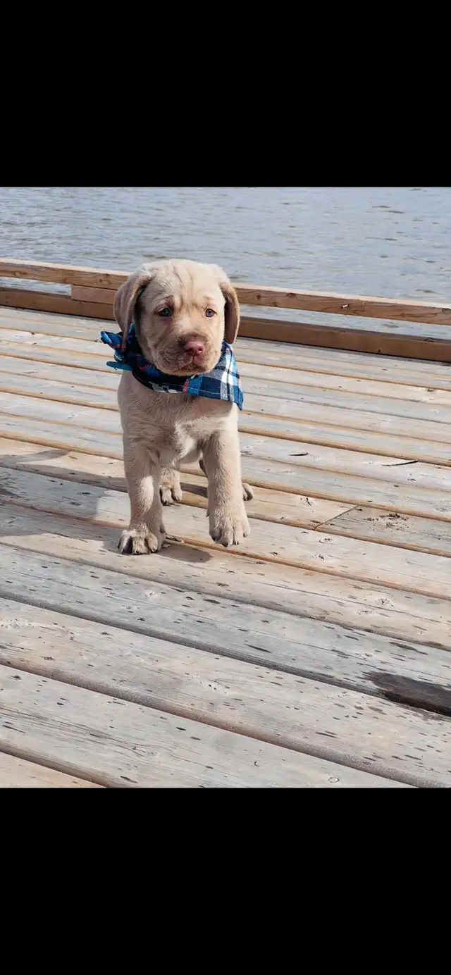 Purebred Golden Labrador Retriever Male Pup