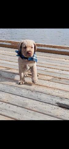 Purebred Golden Labrador Retriever Male Pup