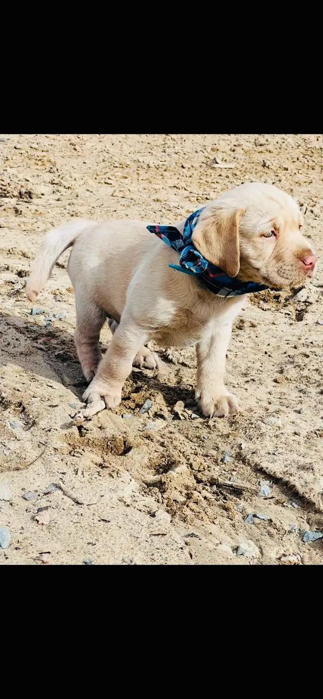 Purebred Golden Labrador Retriever Male Pup - Photo 2