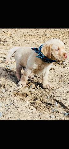 Purebred Golden Labrador Retriever Male Pup - Photo 2
