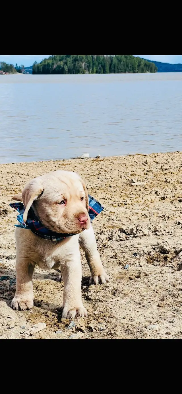 Purebred Golden Labrador Retriever Male Pup - Photo 3