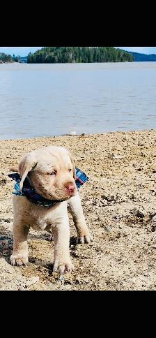 Purebred Golden Labrador Retriever Male Pup - Photo 3